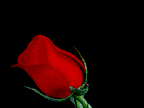 la fleur